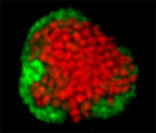 Methanoxiderende bakteriesamling